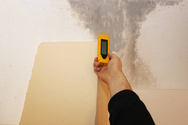 Professional Mold Removal in Steelton, PA