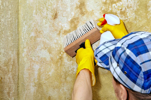 Mold Remediation for Vacation Homes in Steelton, PA